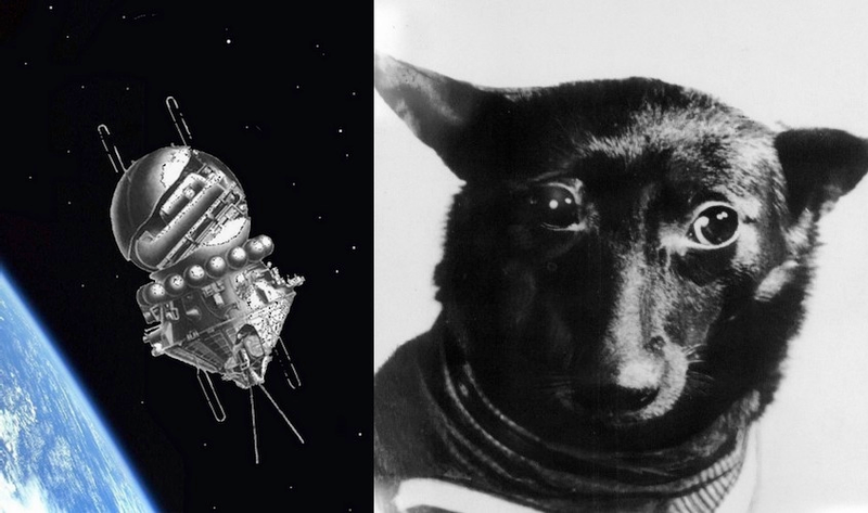 Illustration for article titled The First Animals In Space